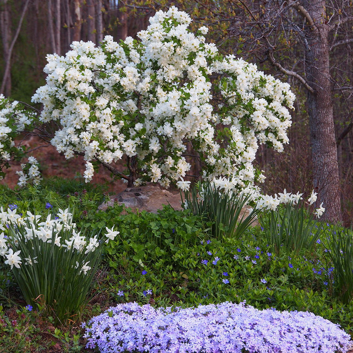 snow-day-blizzard-exochorda-spring-meadow-wholesale-liners-spring